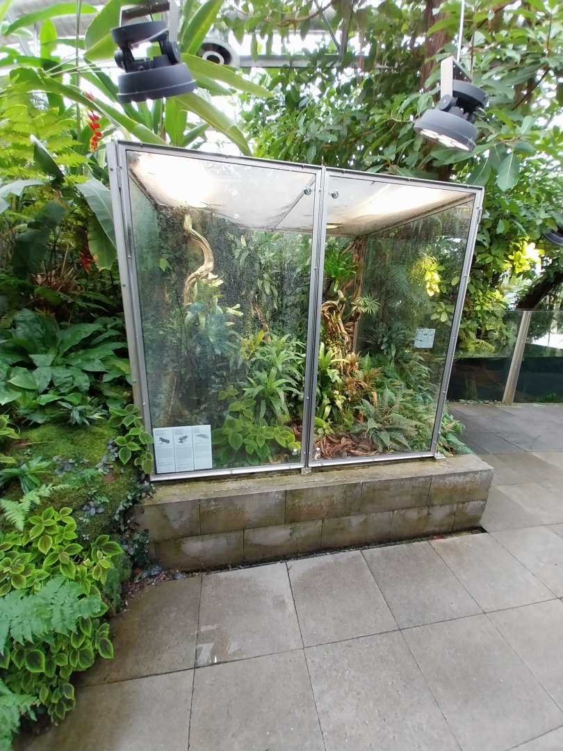 Vivarium - Poison frogs