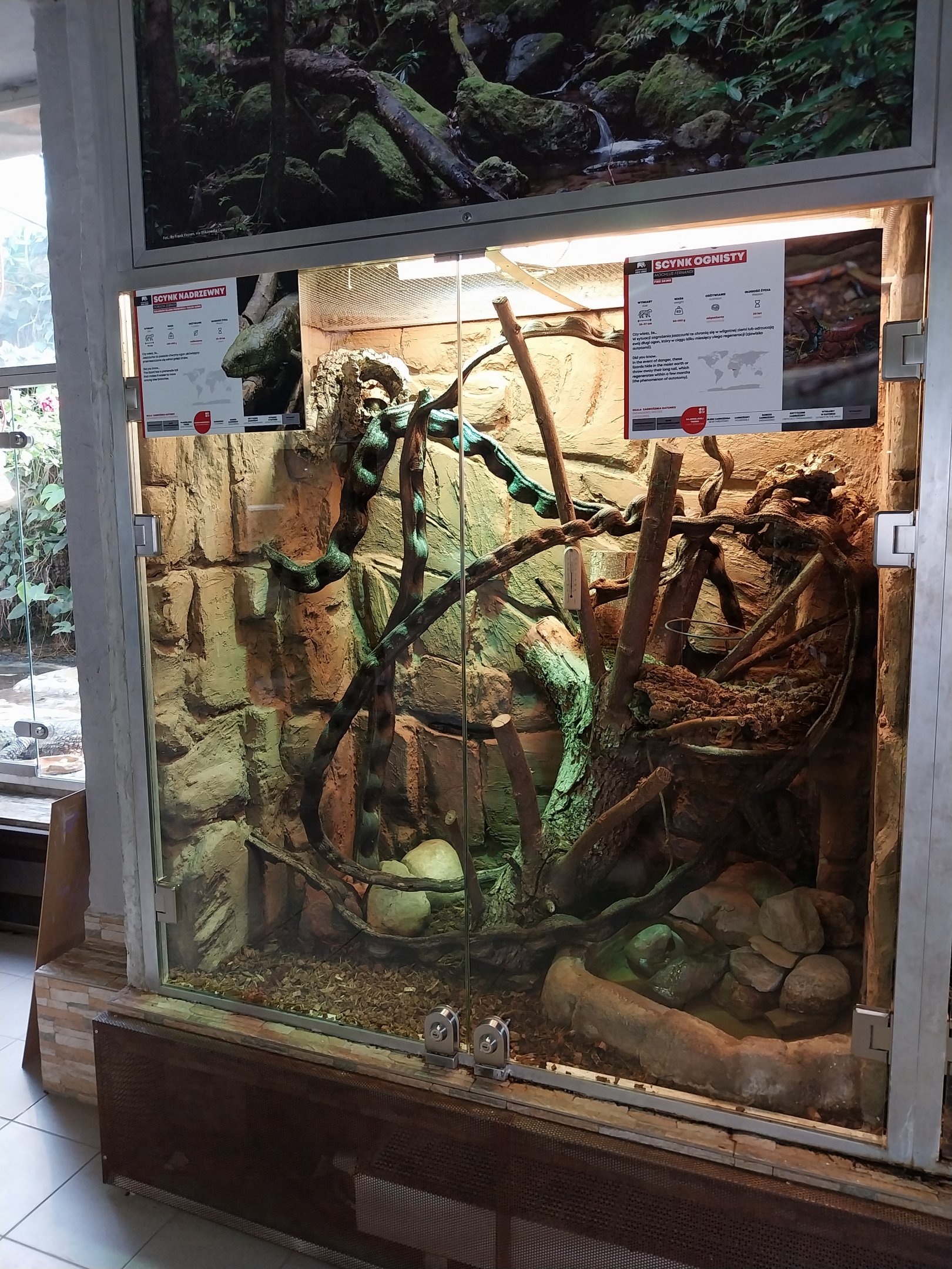 Vivarium - Prehensiletailed Skink (Corucia zebrata) and Fernand's Skink (Lepidothyris fernandi)