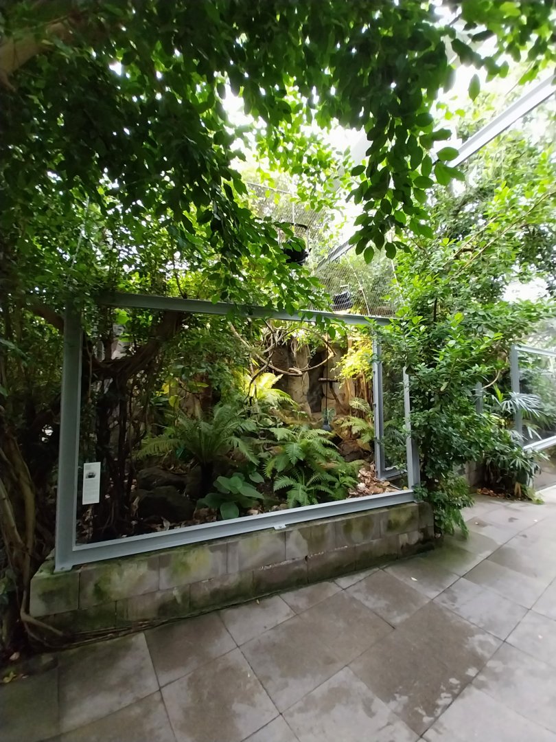 Vivarium - Pygmy marmoset and Australian snake-necked turtle enclosure