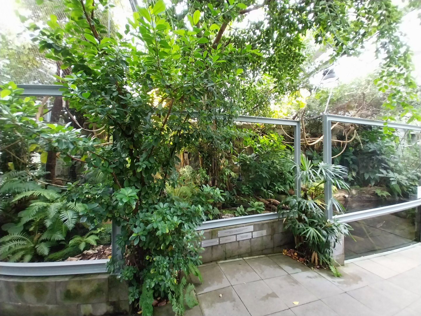 Vivarium - Pymgy marmoset and Australian snake-necked turtle enclosure