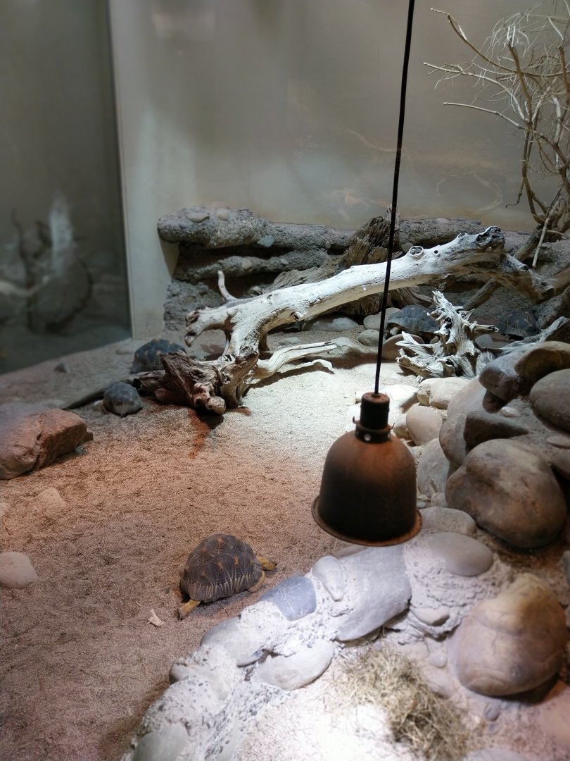 Vivarium - Radiated tortoise enclosure