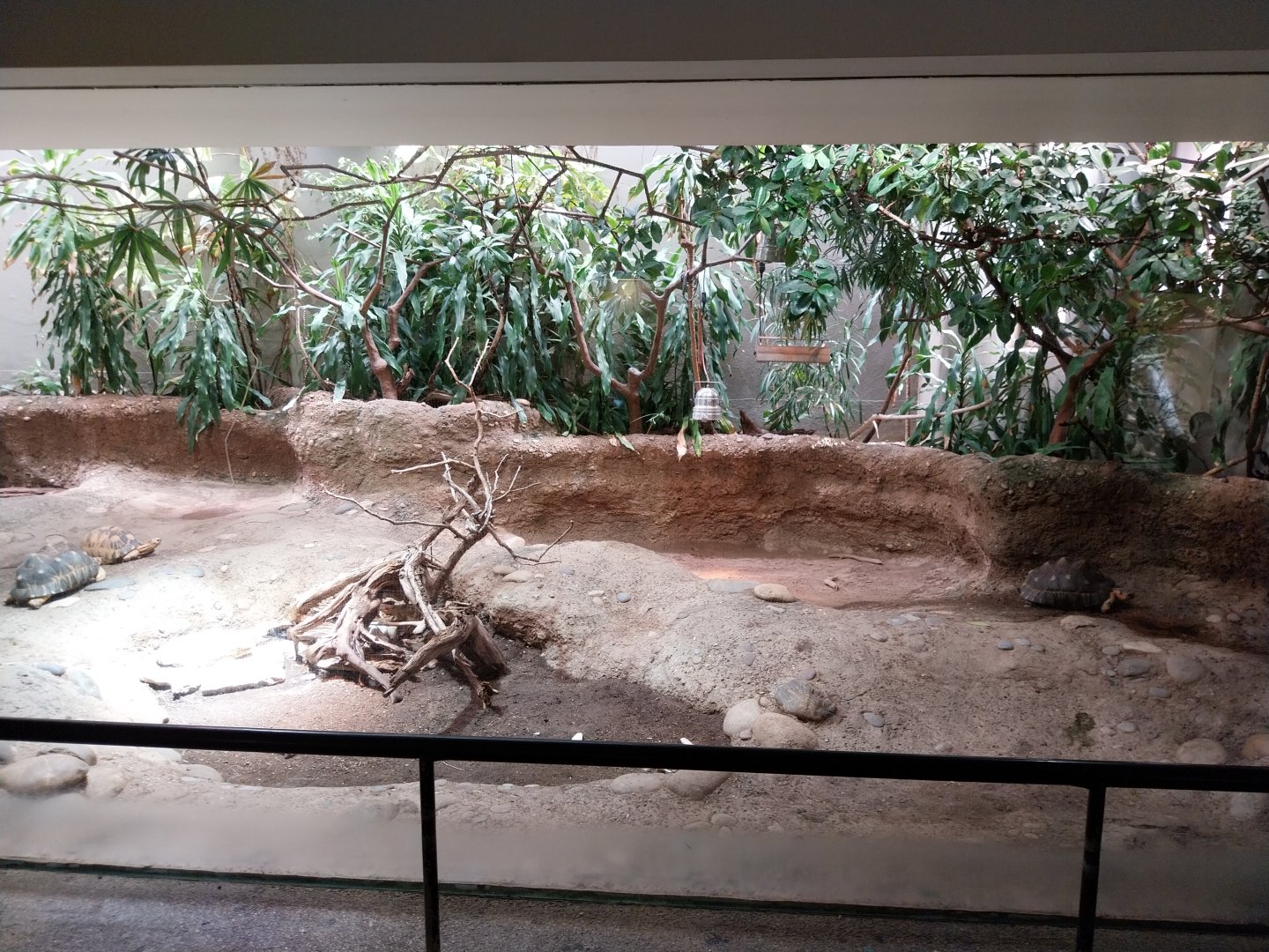 Vivarium - Radiated tortoise enclosure
