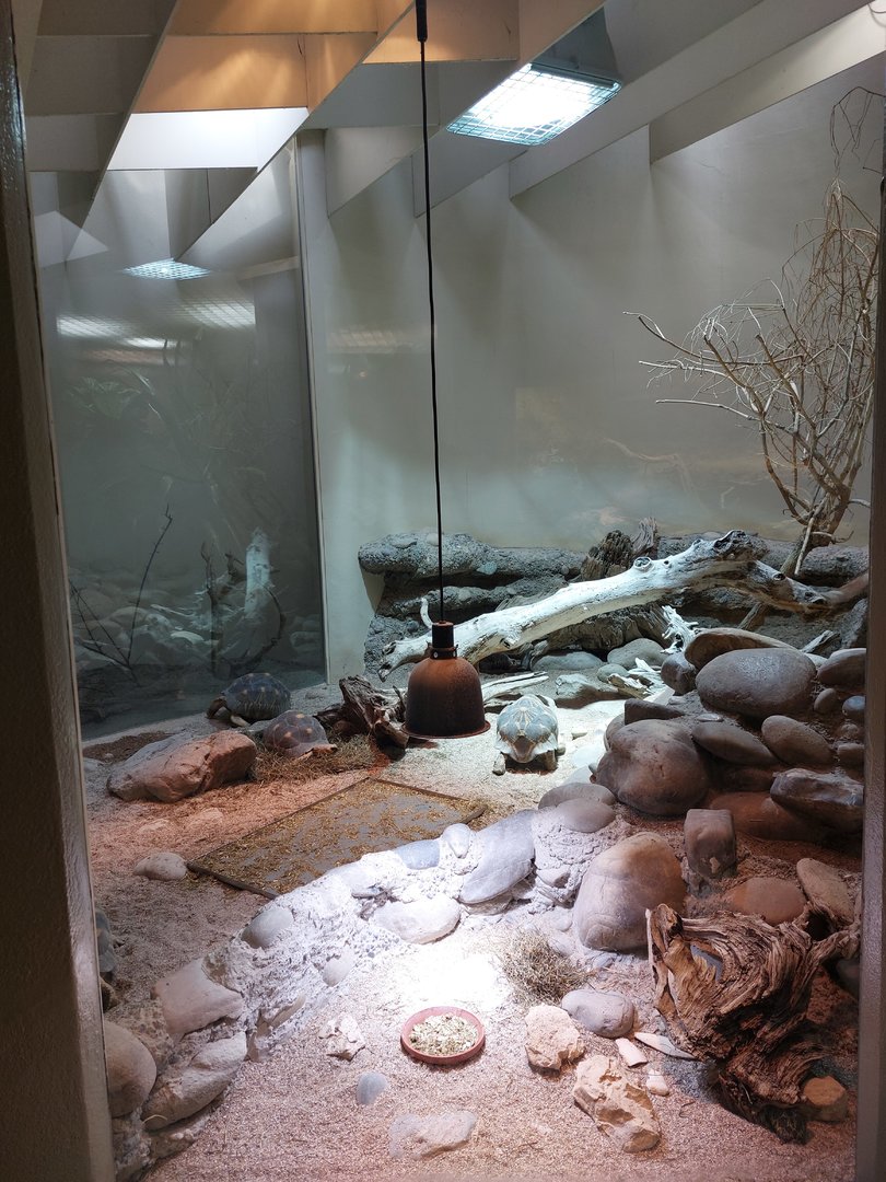 Vivarium - Radiated tortoise exhibit