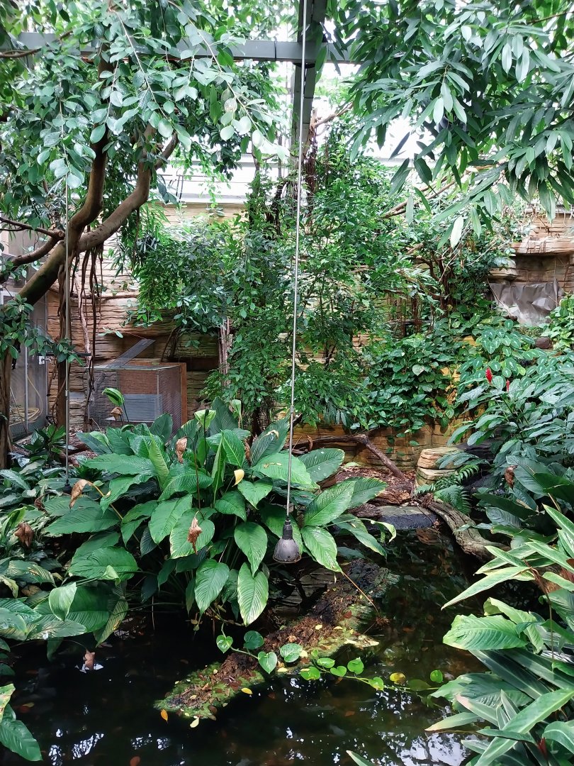 Vivarium - Rainforest