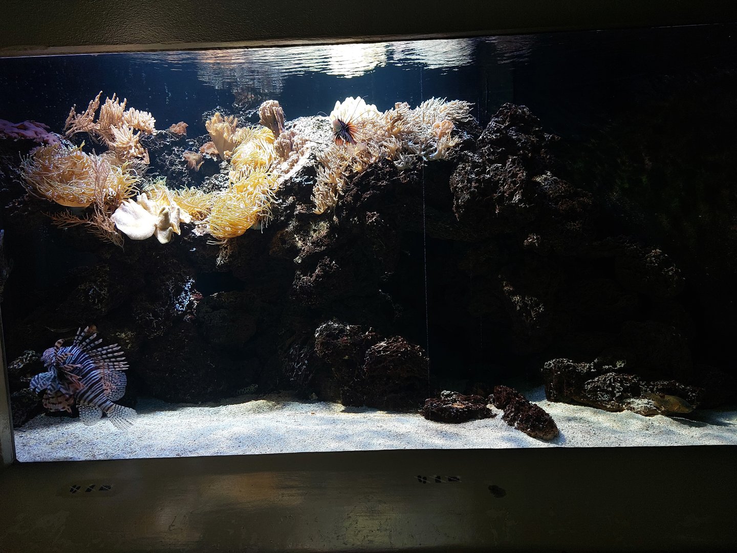Vivarium - reef tank