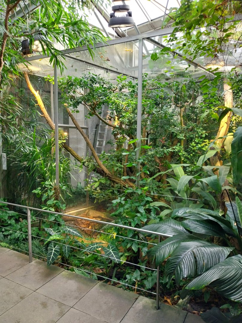 Vivarium - Reisinger's tree monitor enclosure