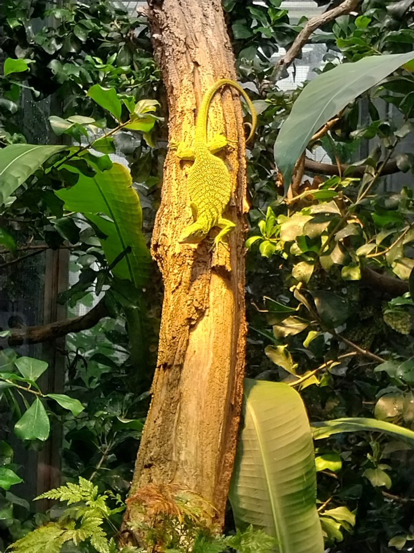 Vivarium - Reisinger's tree monitor (Varanus reisingeri)