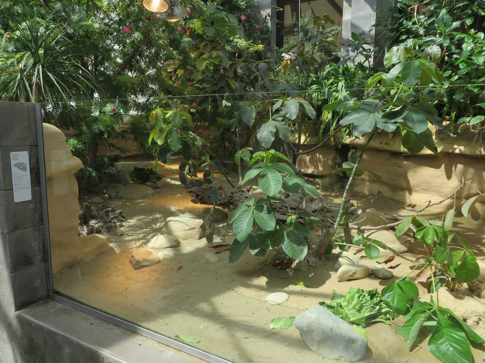 Vivarium - Rhinoceros iguana