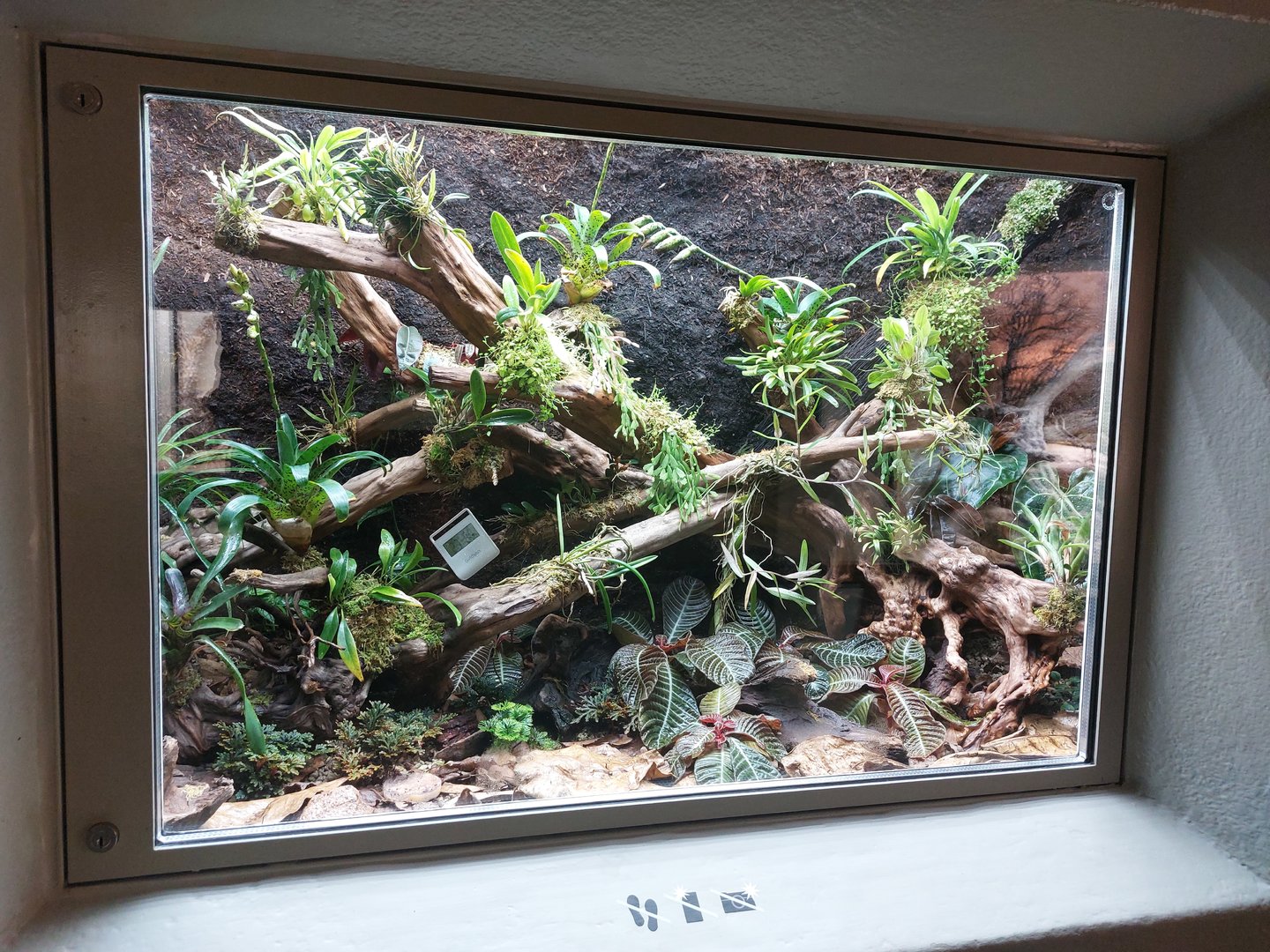 Vivarium - Rio-Pescado stubfoot toad