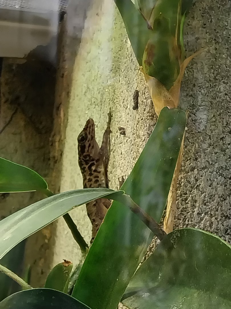 Vivarium - Saban anole (Anolis sabanus)