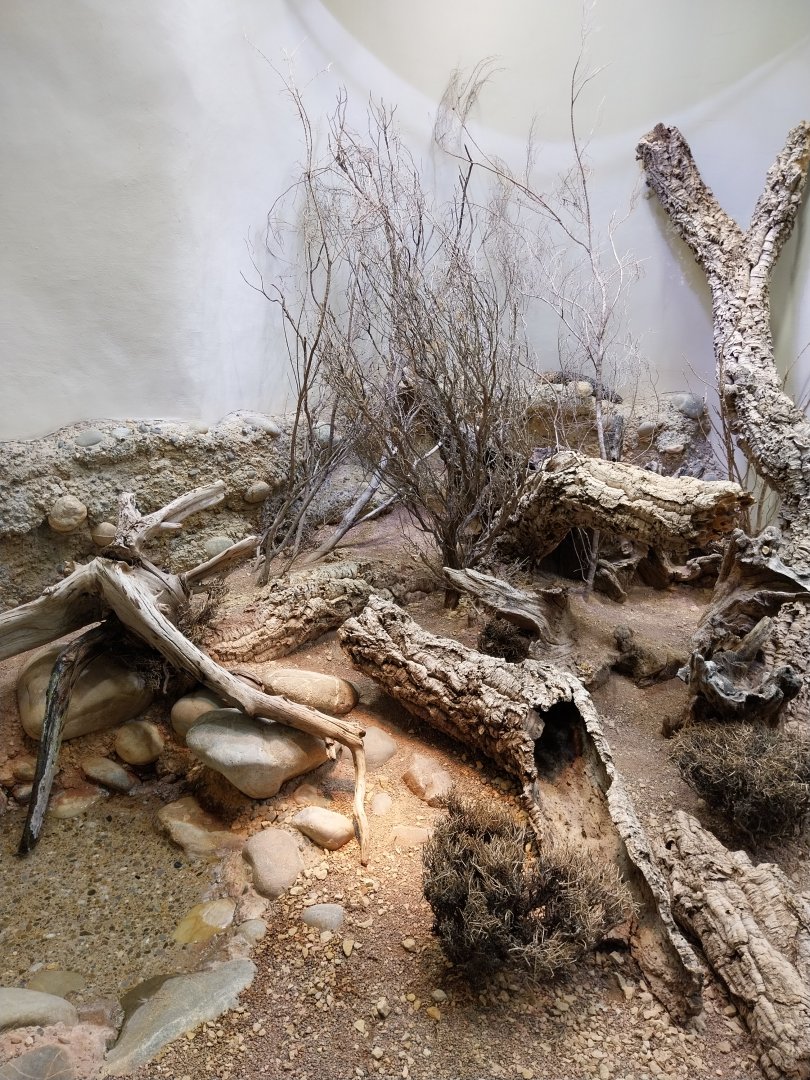 Vivarium - Shingleback skink enclosure