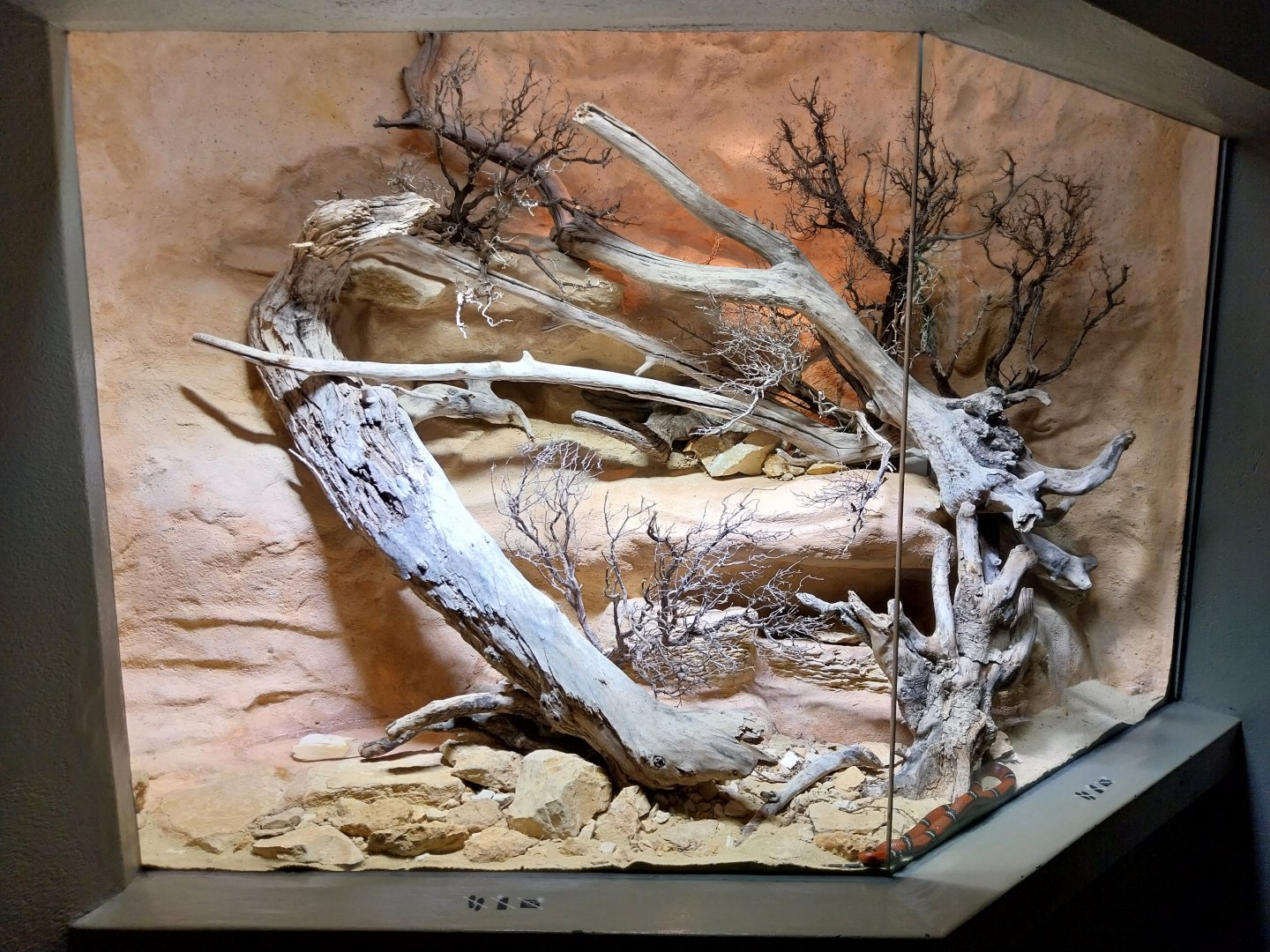 Vivarium - Sinaloan milk snake enclosure