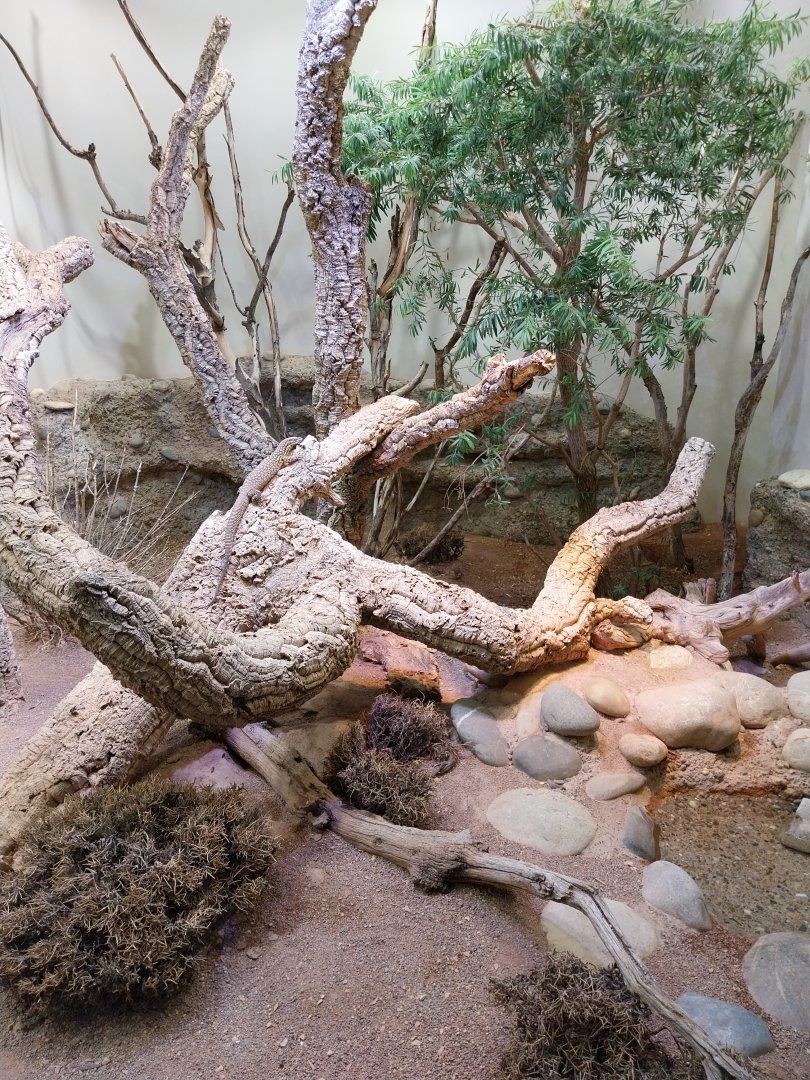 Vivarium - Spiny-tailed monitor enclosure