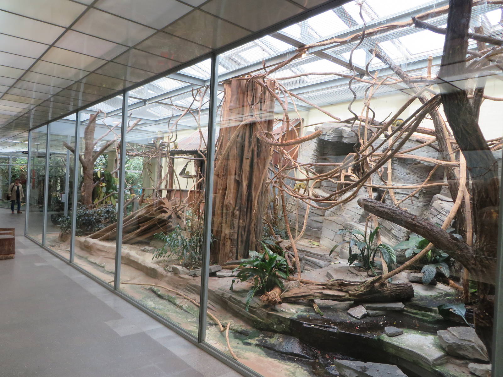 Vivarium - squirrel monkey exhibit