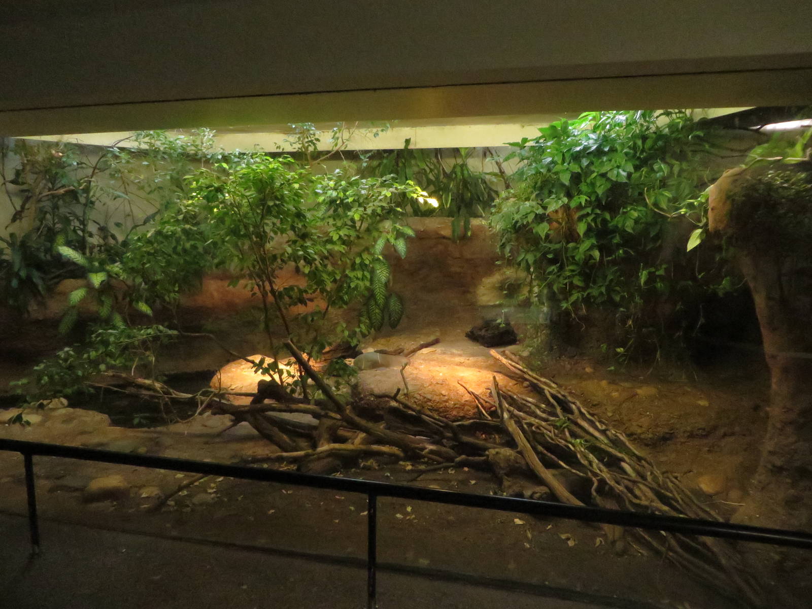 Vivarium - Teju terrarium