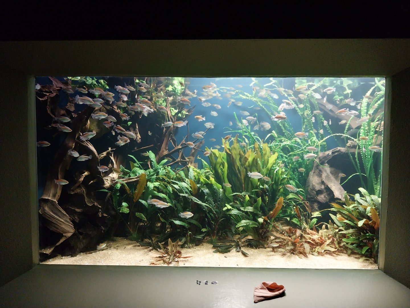 Vivarium - Tetra aquarium