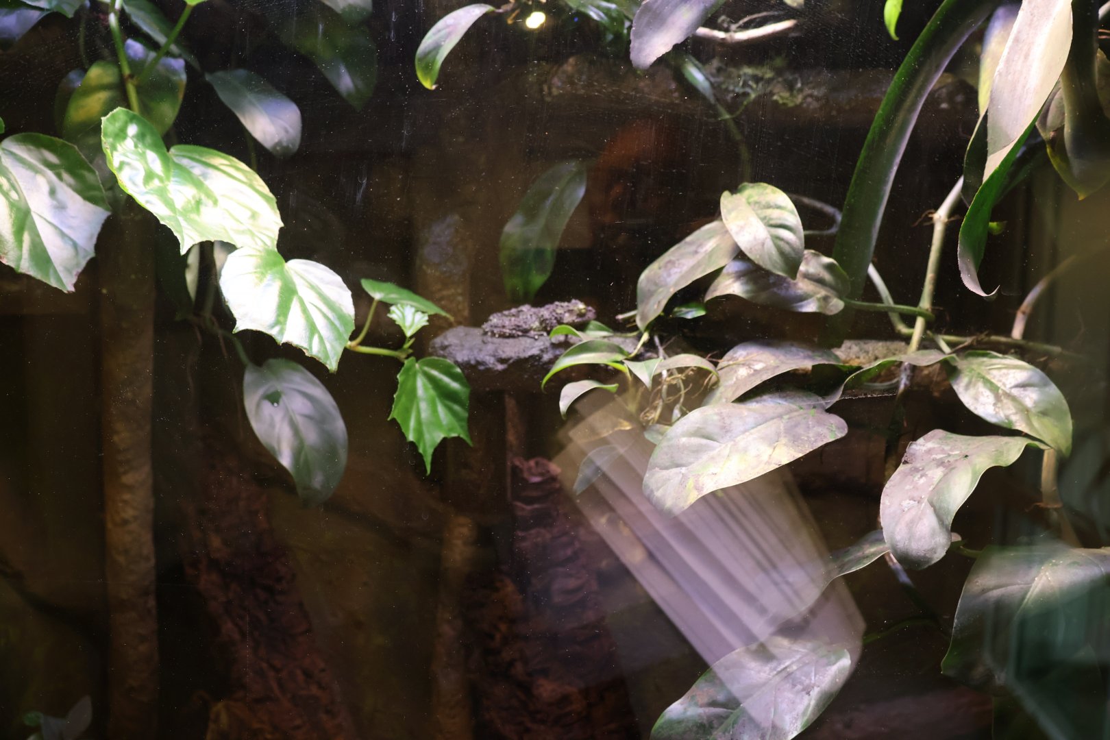 Vivarium - Tonkin Bug-eyed Frog (Theloderma corticale)