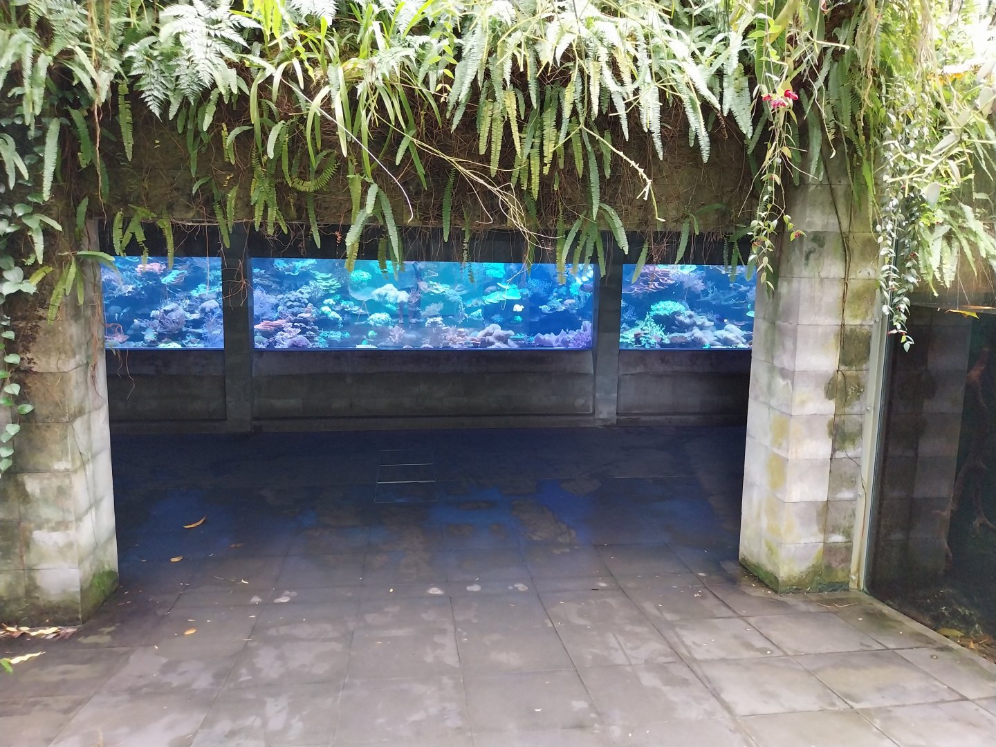 Vivarium - Tropical reef aquarium