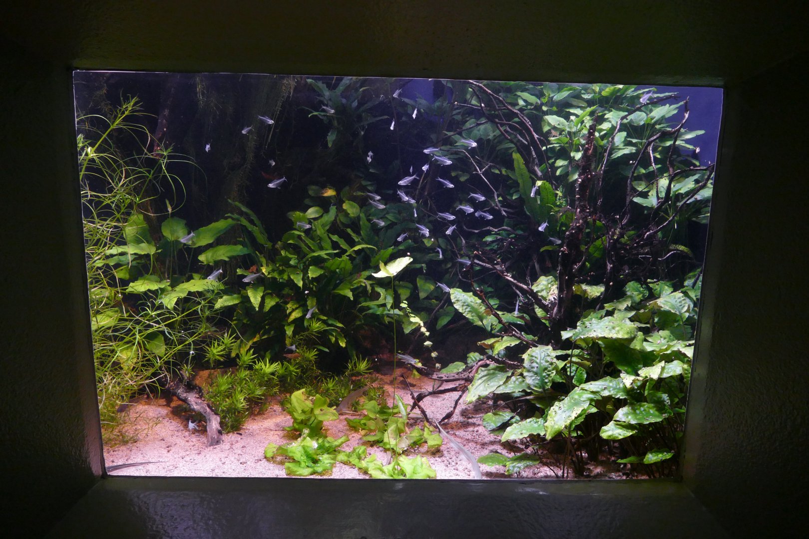 Vivarium- "Underwater Camouflage"