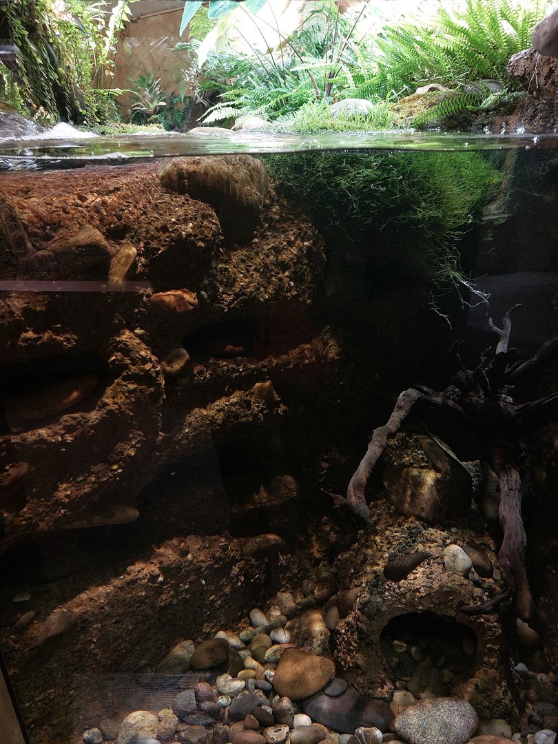 Vivarium - upper hellbender tank