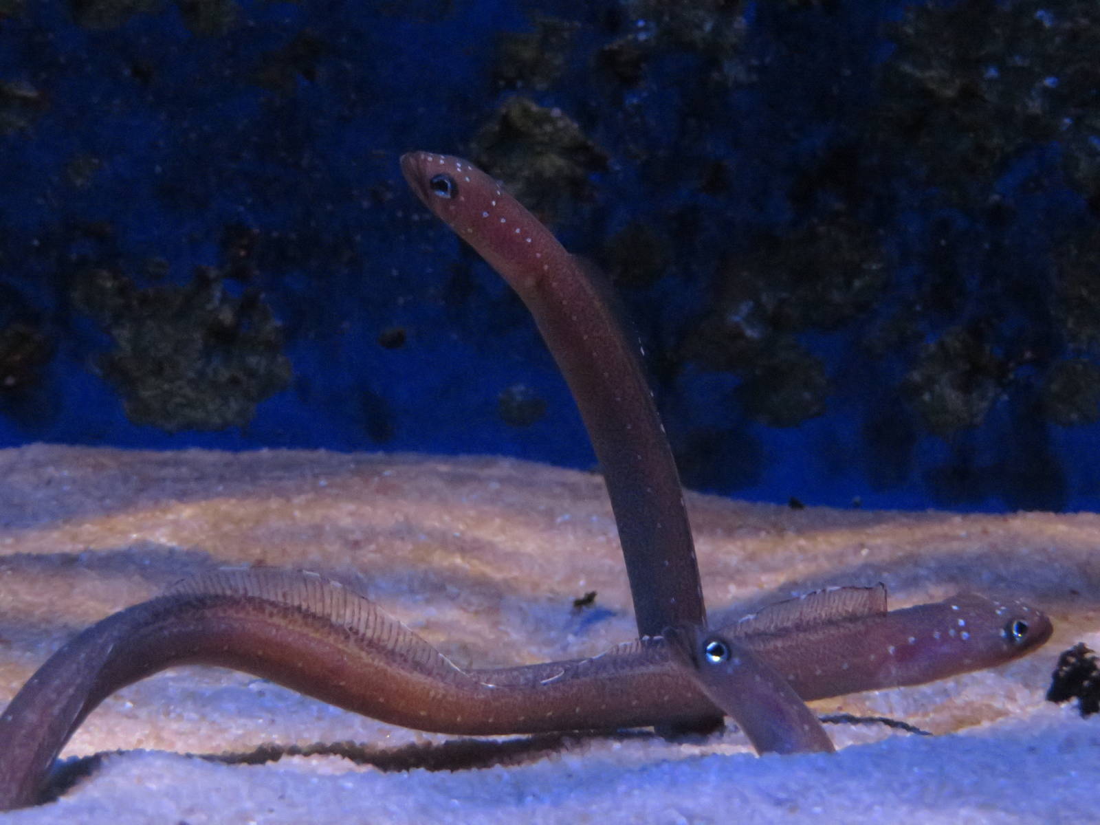 Vivarium - White spotted garden eel