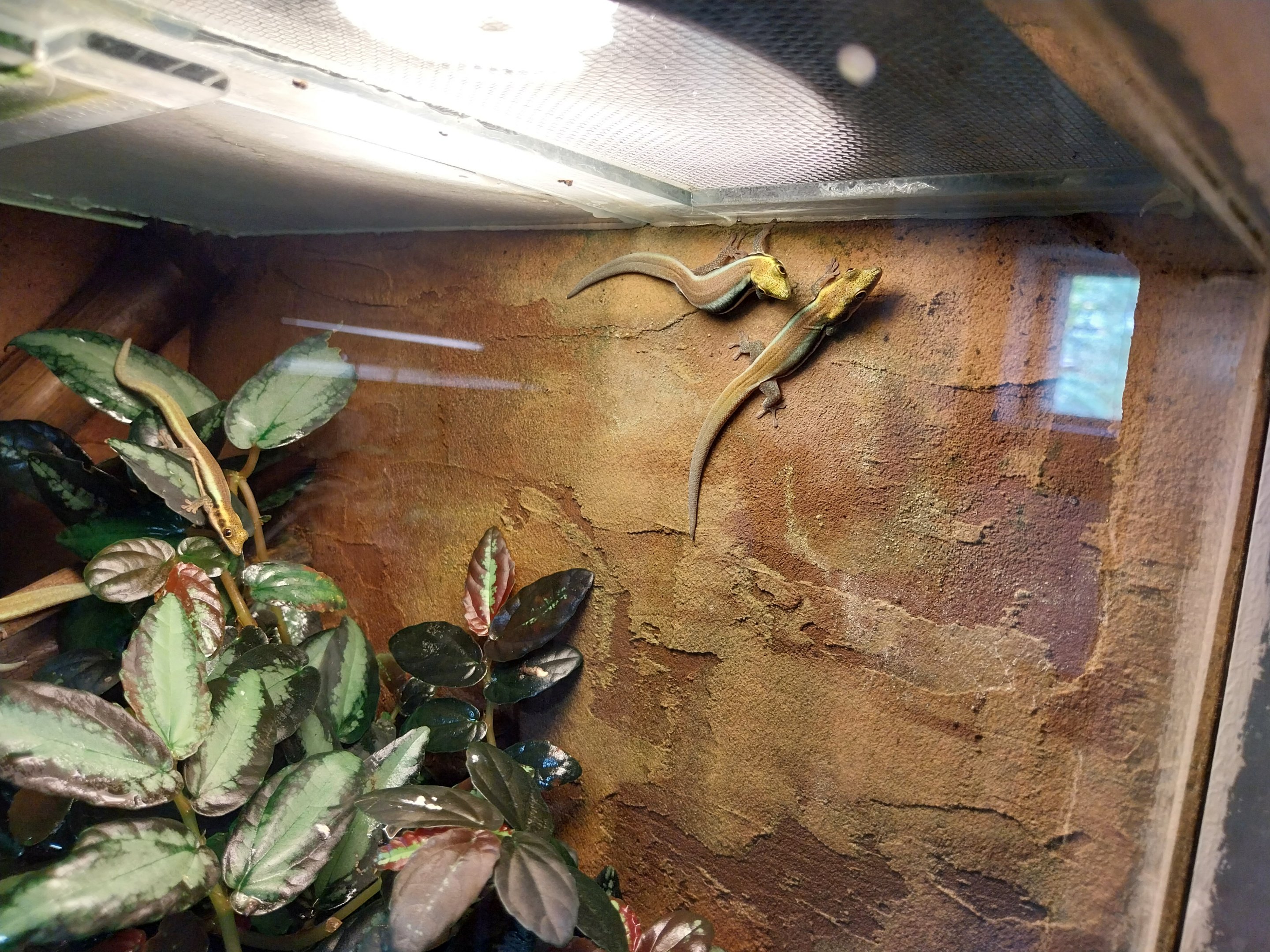 Vivarium - Yellow-headed Day Gecko (Phelsuma klemmerii)