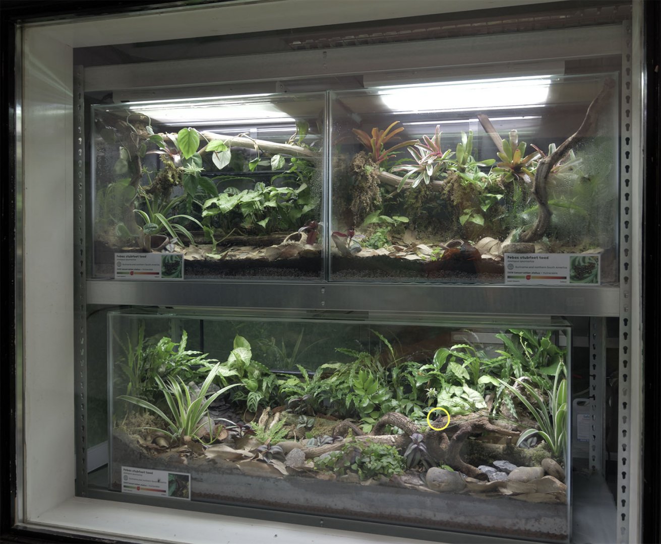 Vivariums for Peba's stubfoot toad
