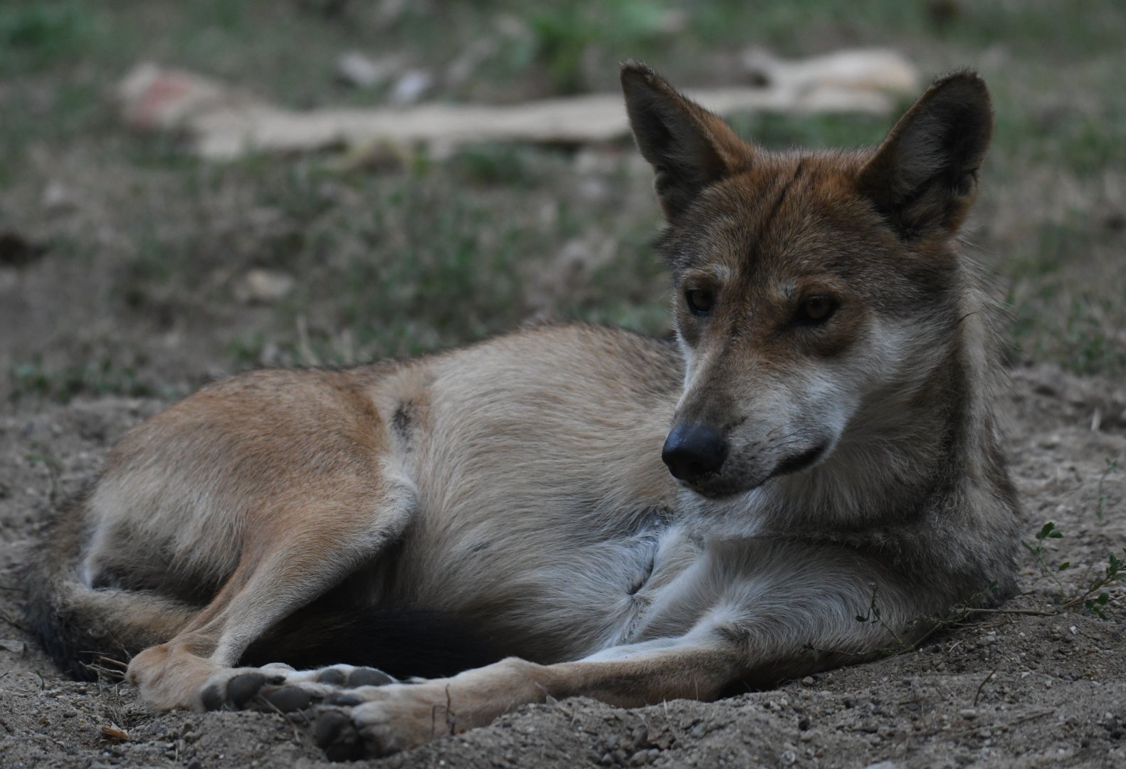 Vivillette - Mexican gray wolf