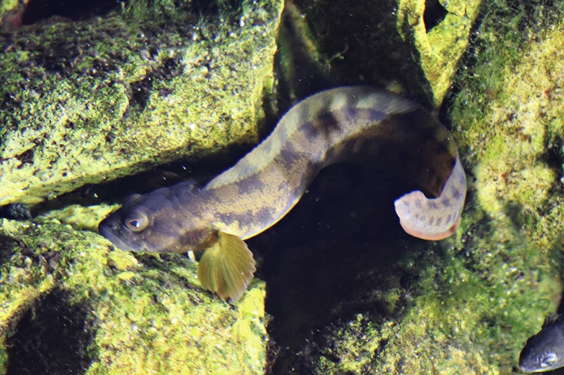 Viviparous eelpout (Zoarces viviparus)