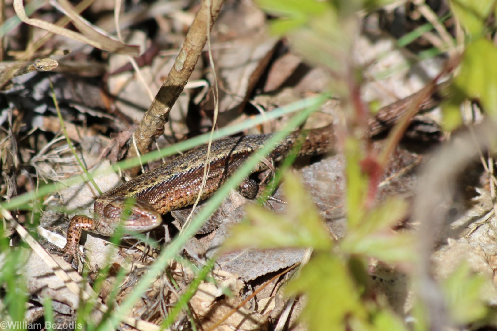 Viviparous Lizard - Beibrza National Park