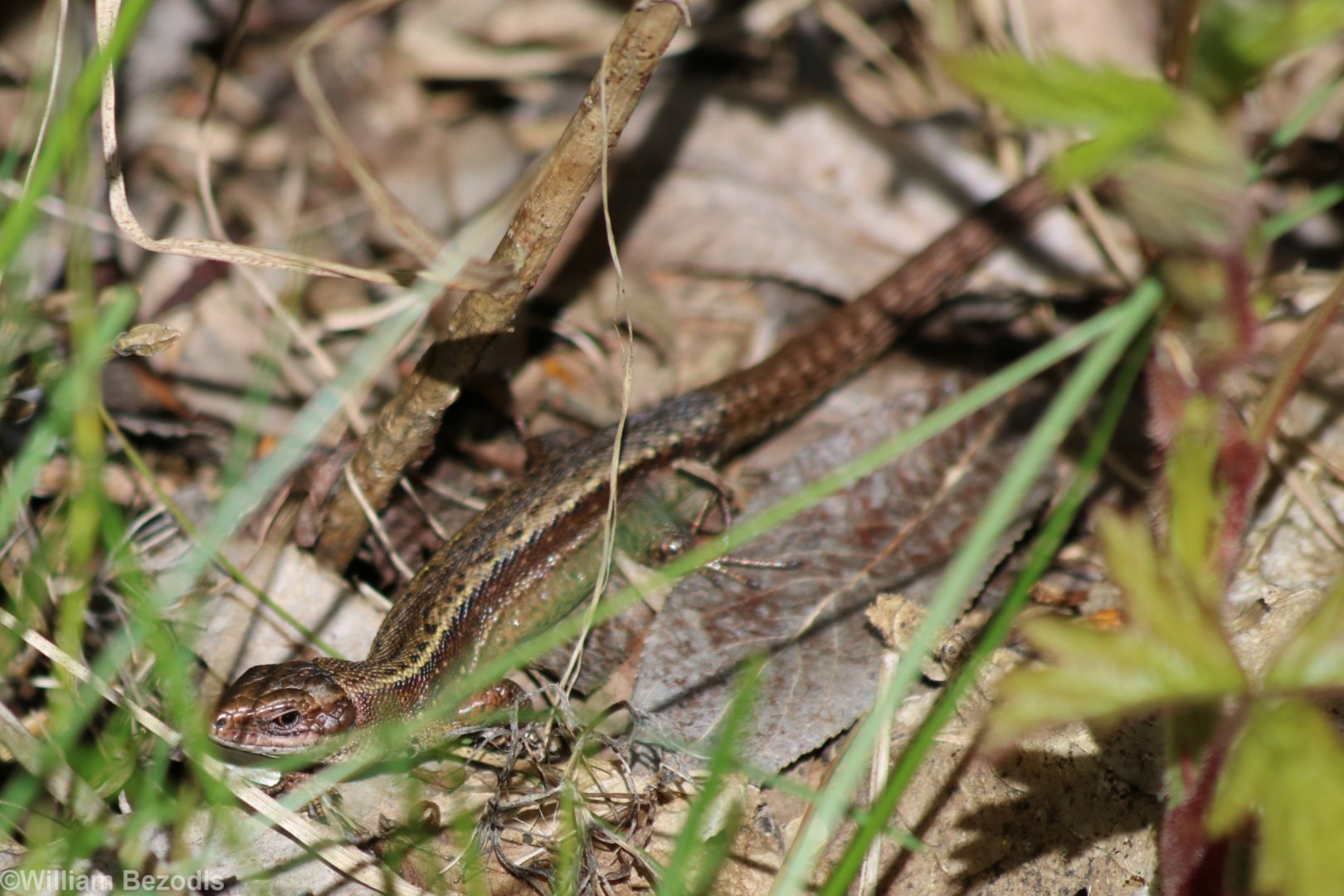 Viviparous Lizard - Beibrza National Park