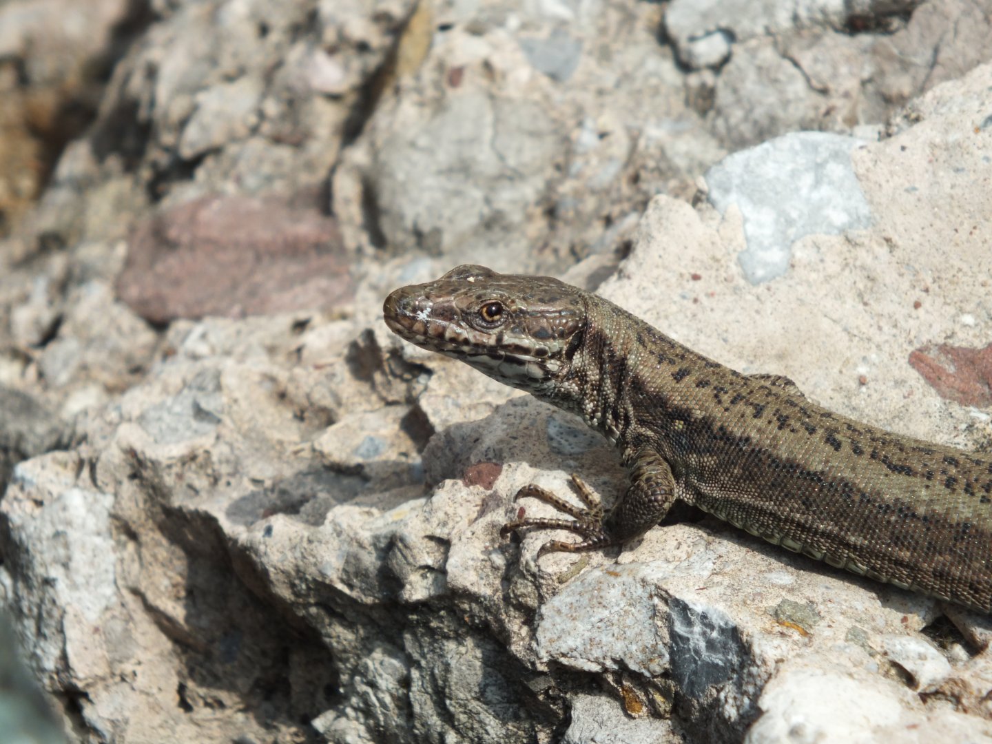 Viviparous Lizard (Zootoca vivipara) at Alpenzoo Innsbruck - April 11 2015
