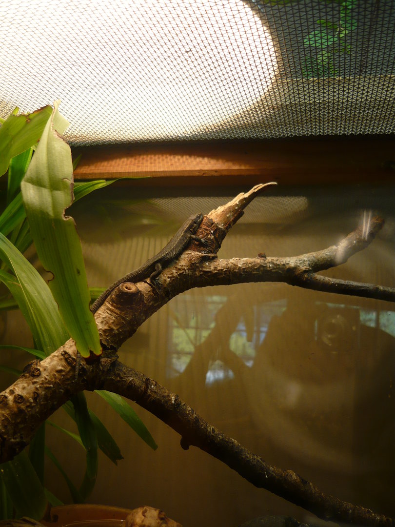 Viviparous lizard (Zootoca vivipara)