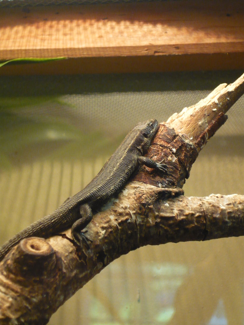 Viviparous lizard (Zootoca vivipara)