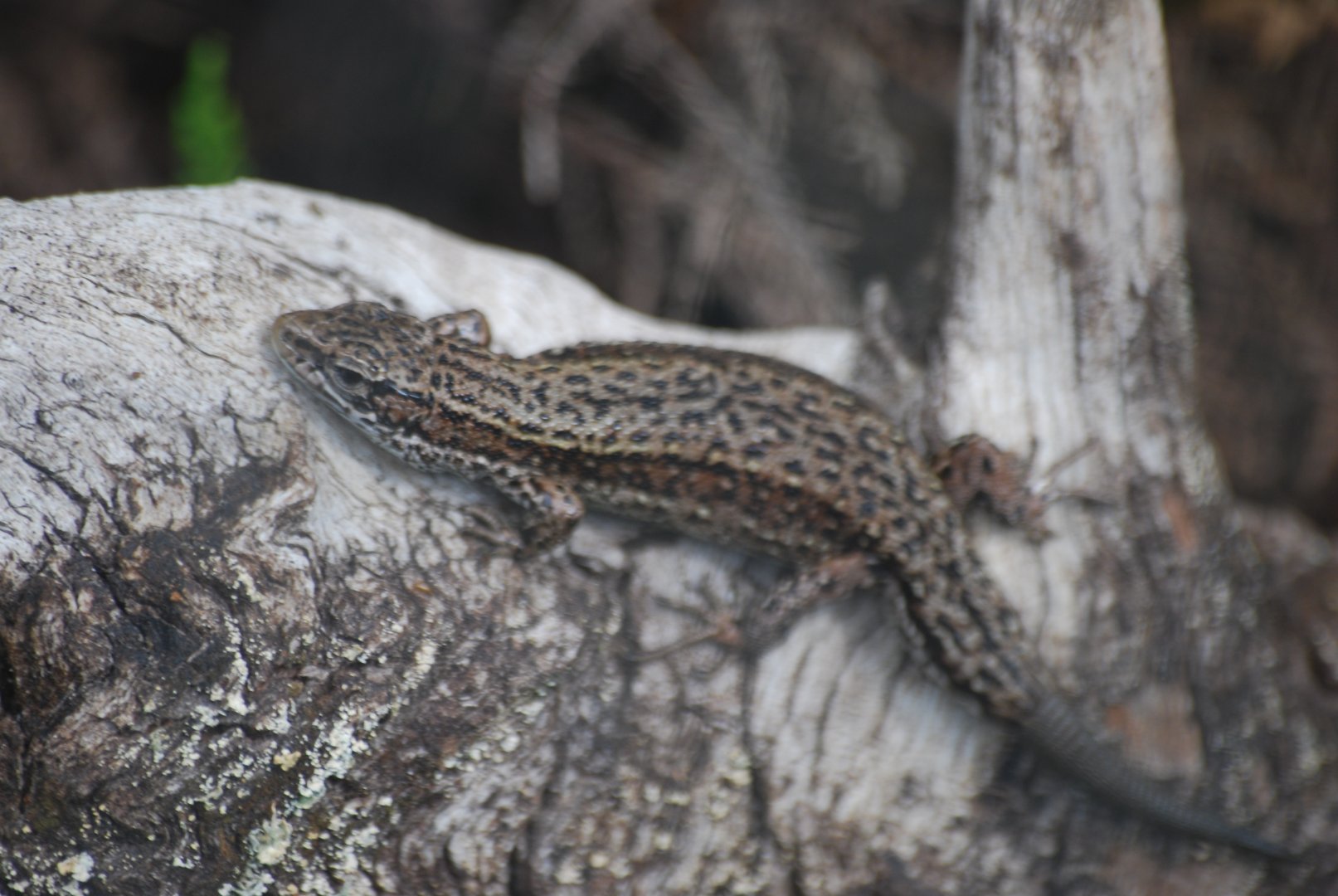 Viviparous lizard