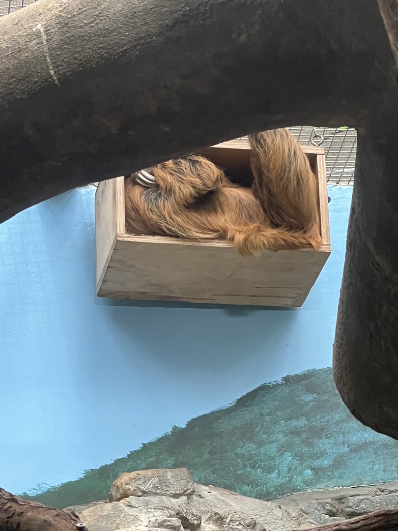 Vlad the male Two-toed Sloth