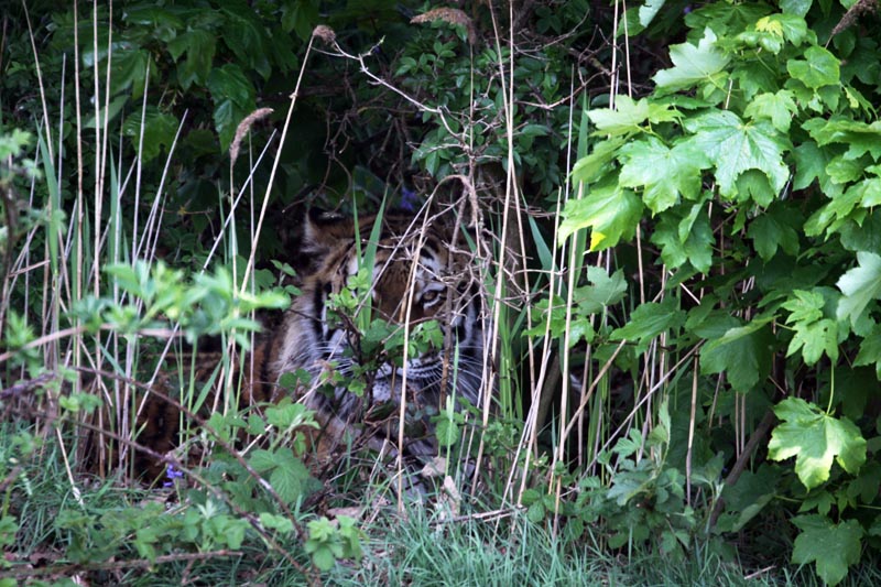 Vladimir, Amur tiger