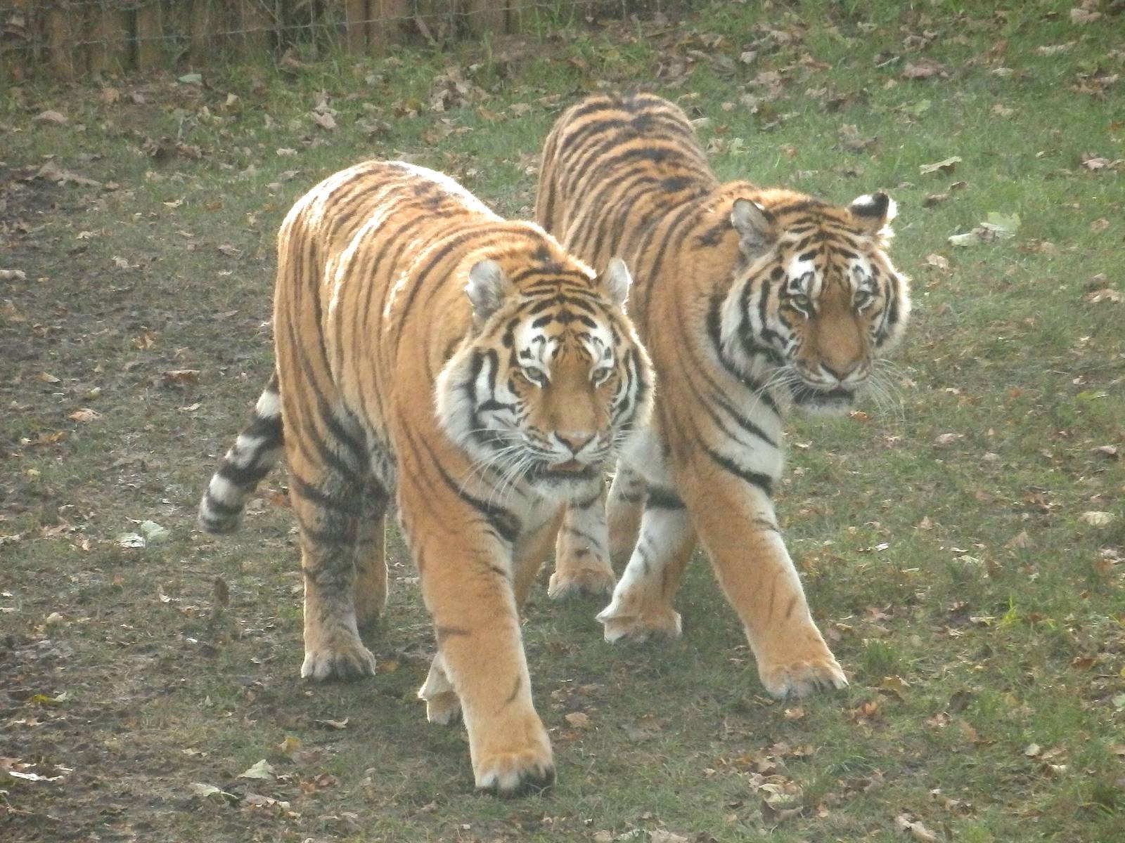 Vladimir & sayan 15-11-13