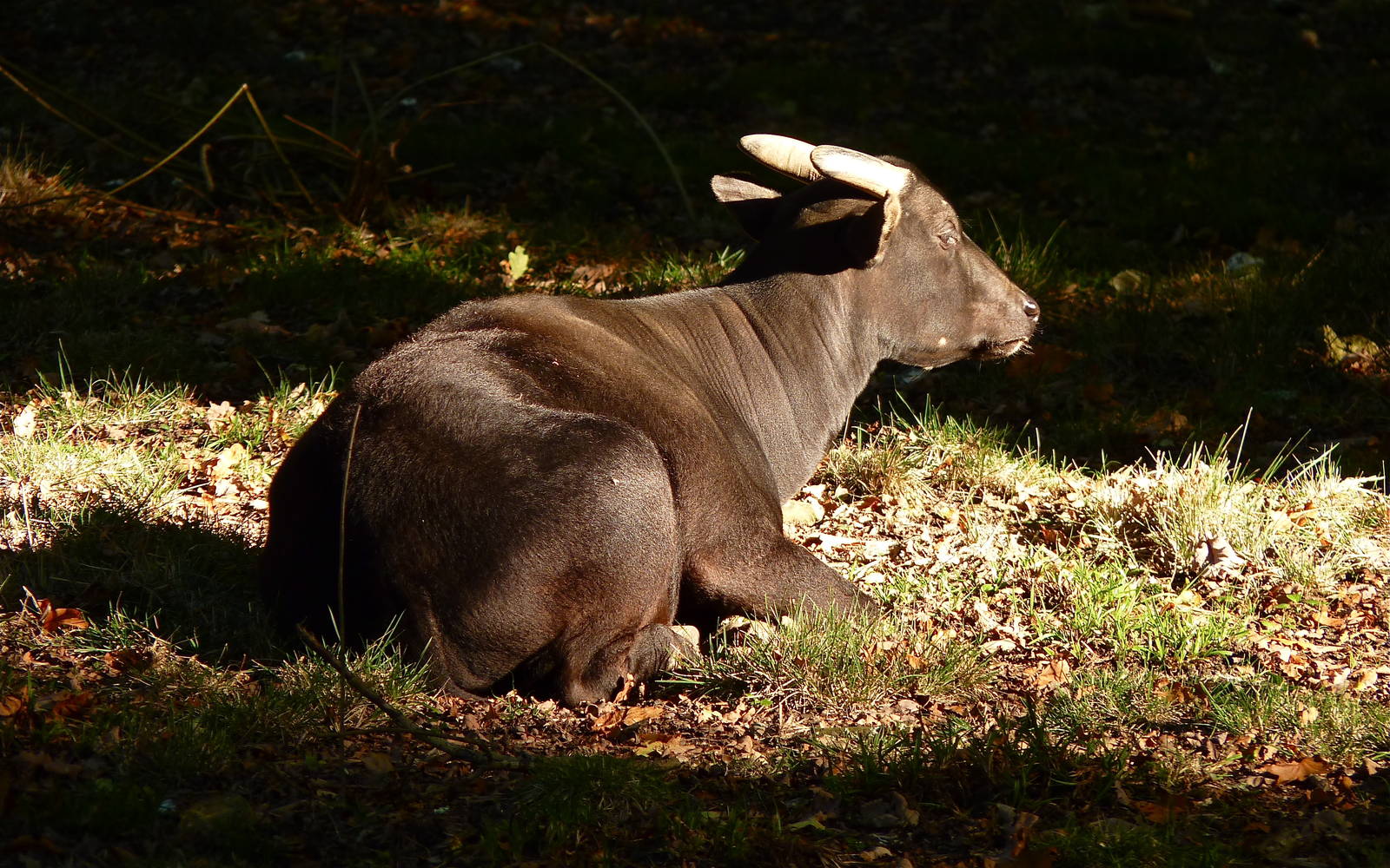 Vladimir the Lowland Anoa