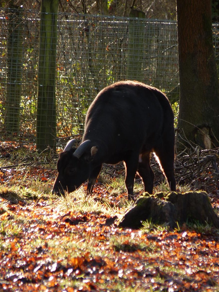 Vladimir the Lowland Anoa