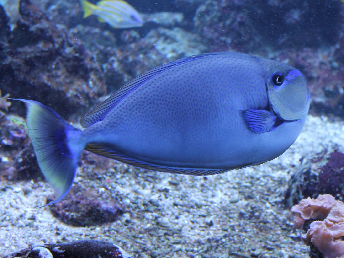 Vlaming unicornfish - Naso vlamingii