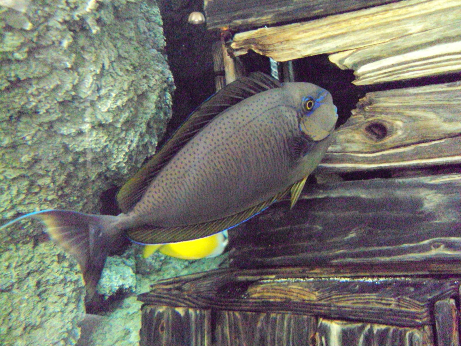 Vlamingii Tang (Naso vlamingii)