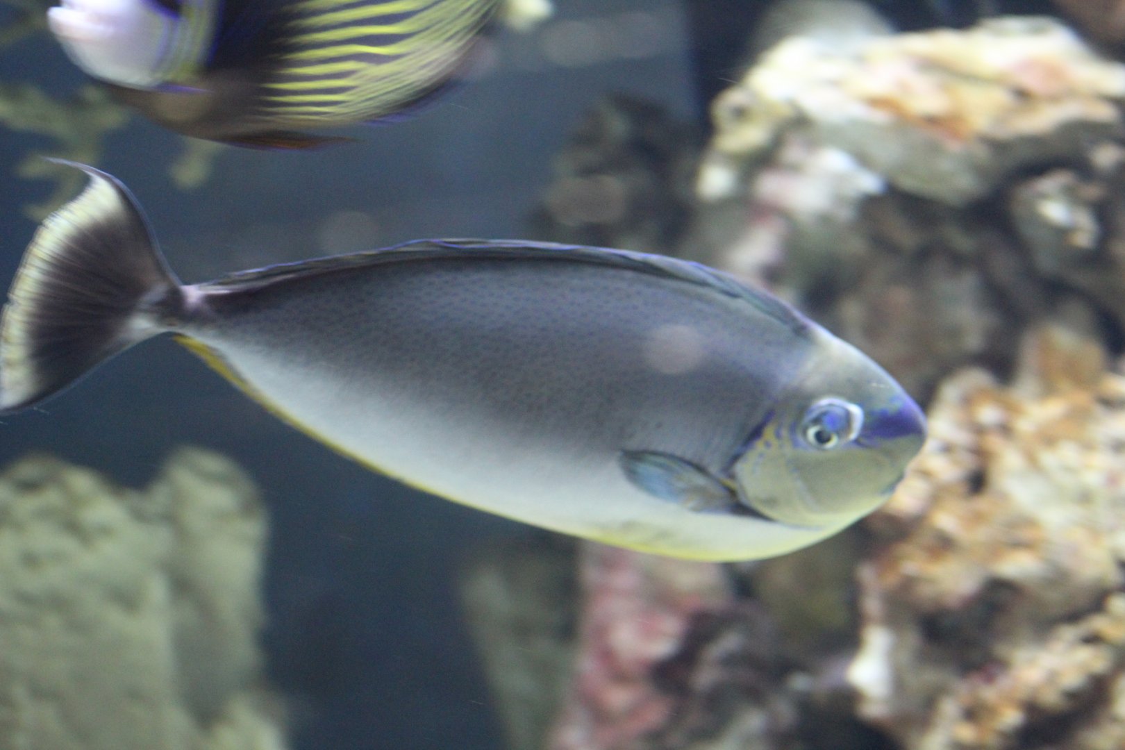 Vlaming's Unicornfish