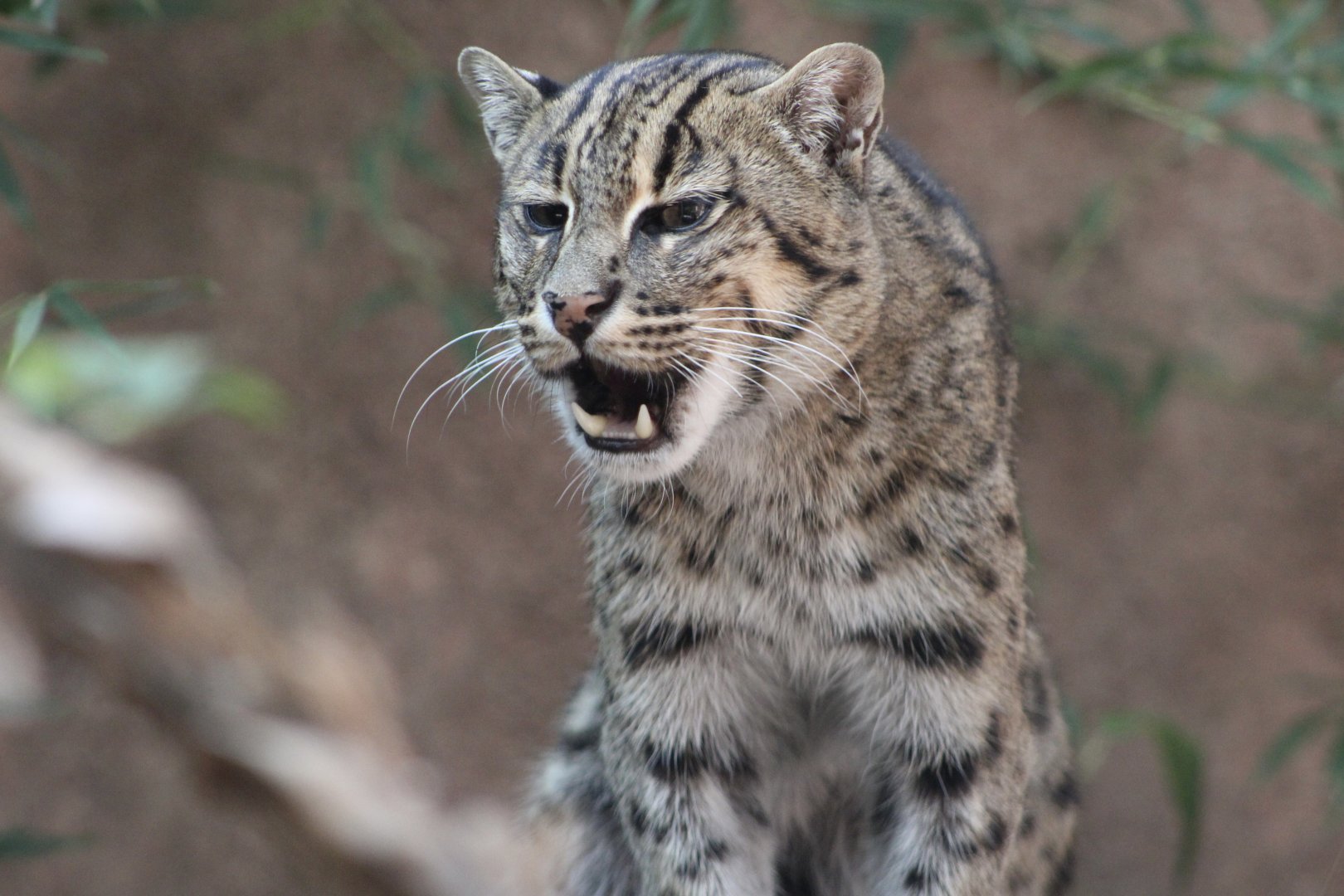 Vocalizing Fishing Cat (P. viverrinus)