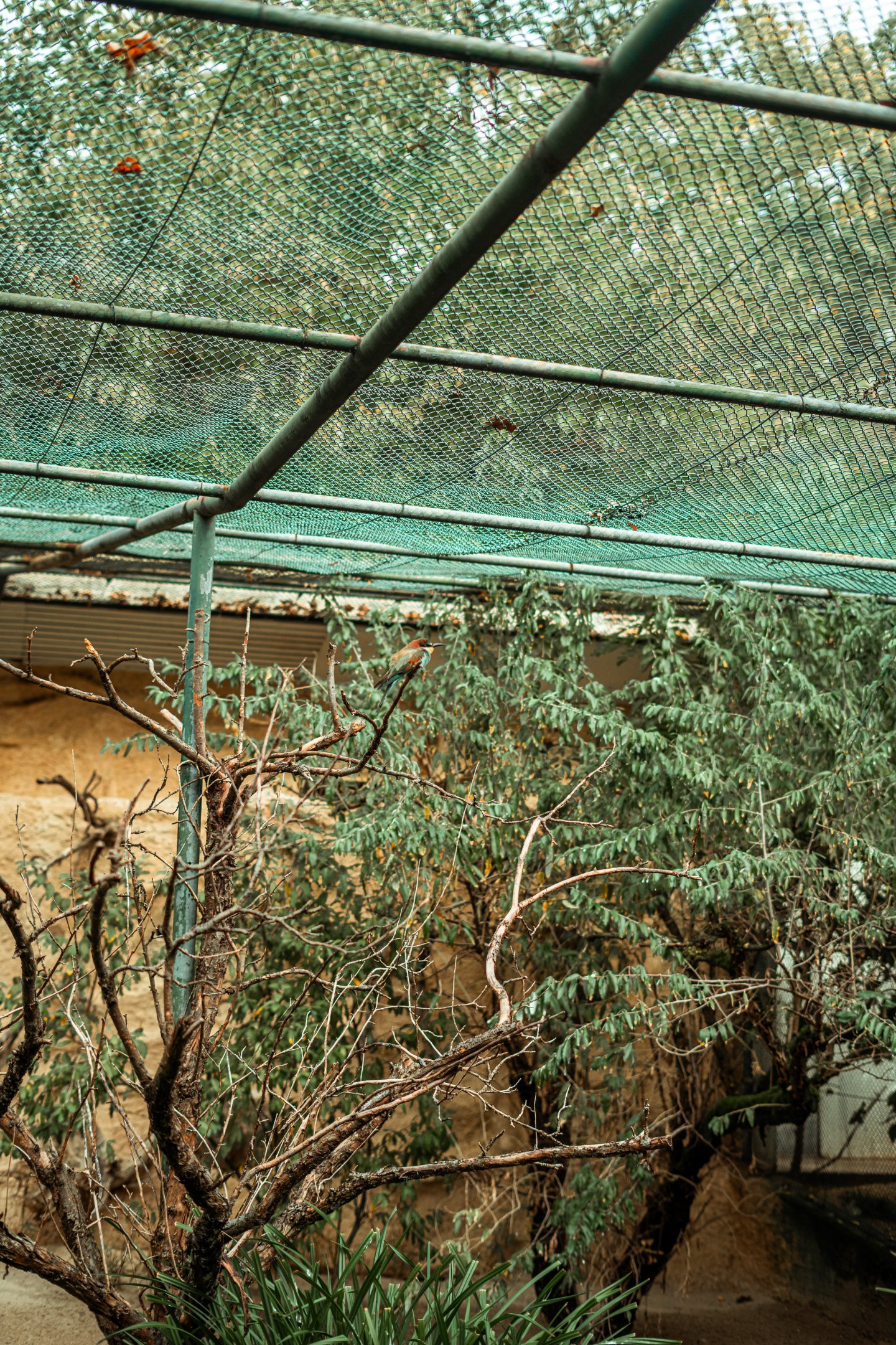 Vogelbüsche: European bee-eater