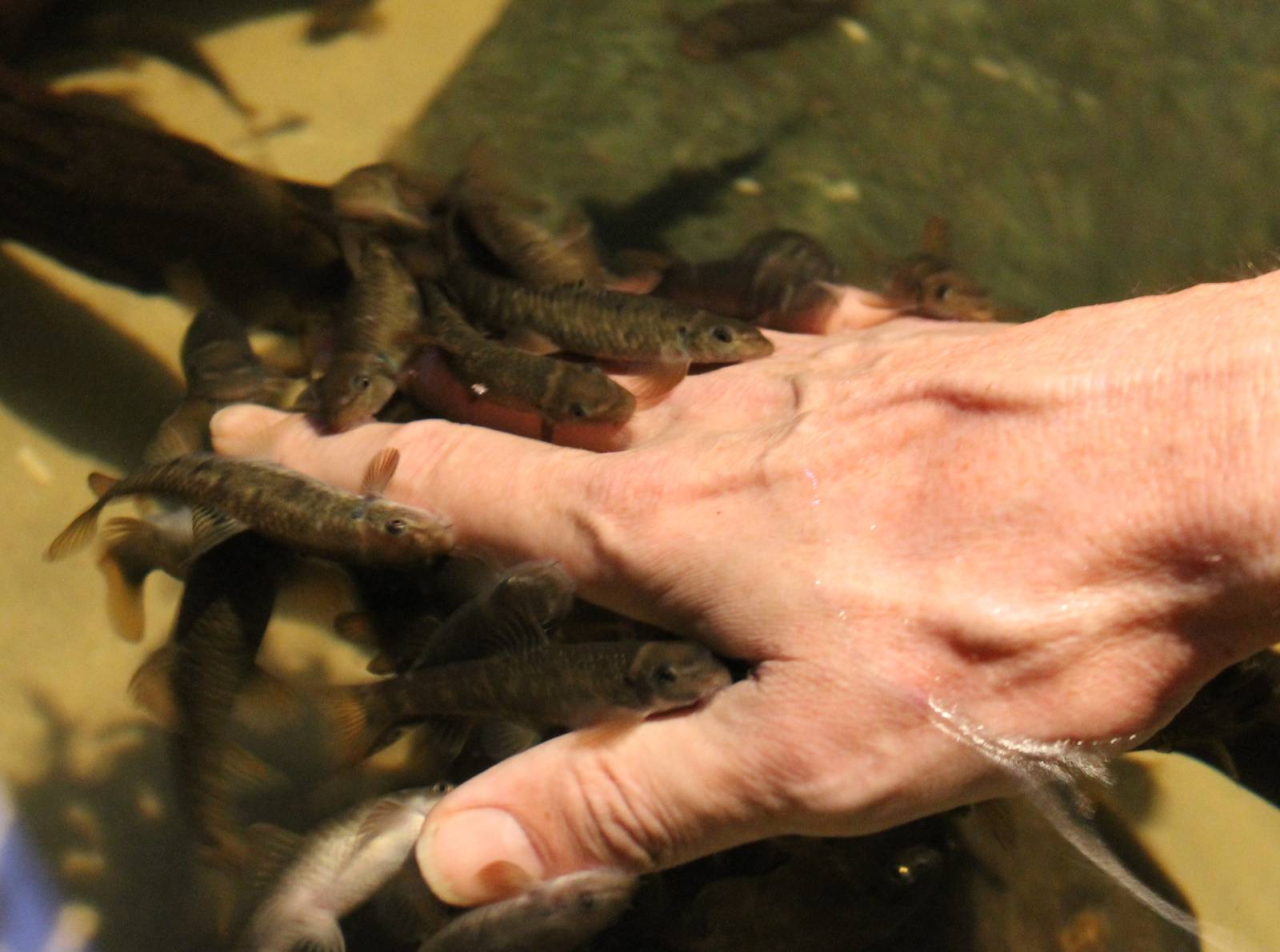 Vogelcommando attacked by Garra rufa