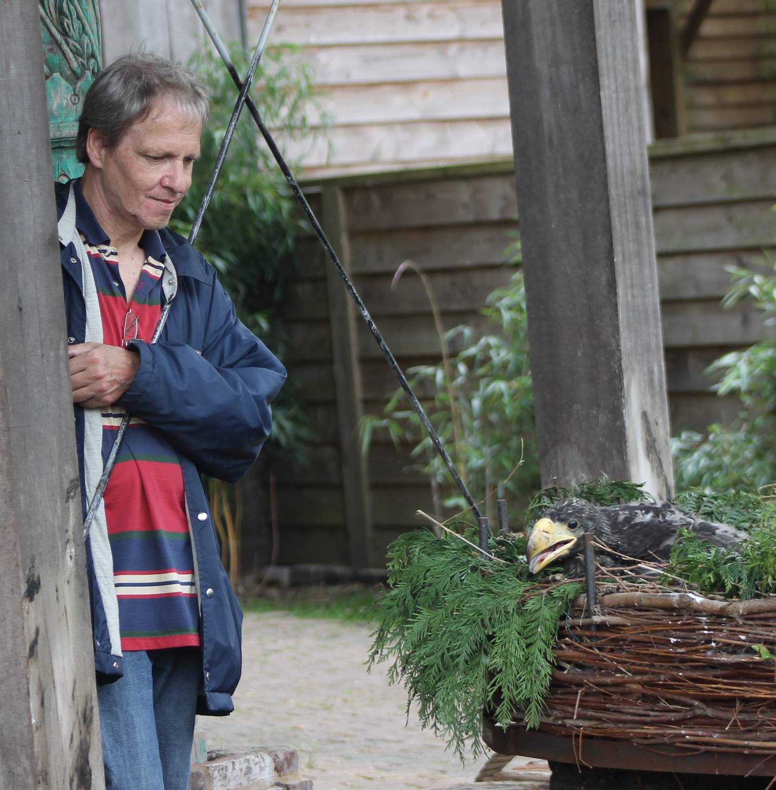 Vogelcommando with Steller's sea-eagle chick