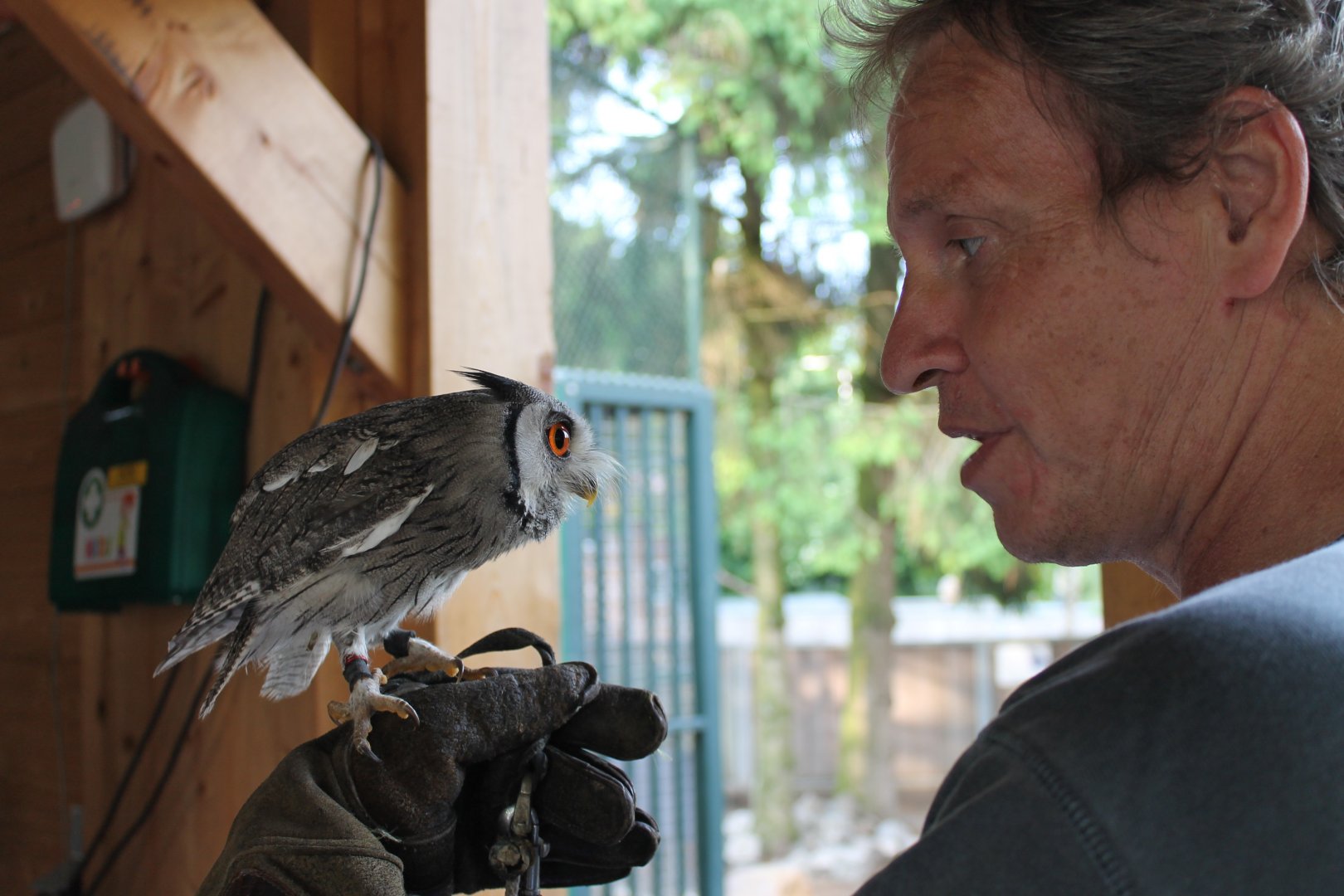 Vogelcommando with White-faced scops owl