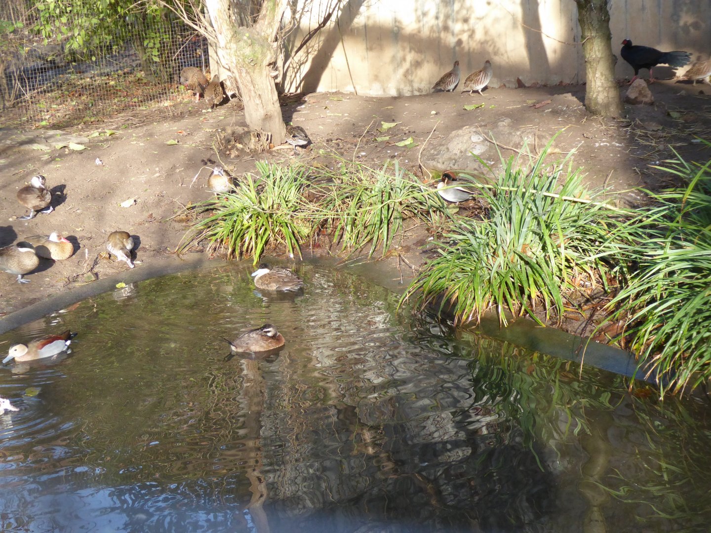 Vogelfreifluganlage 011218