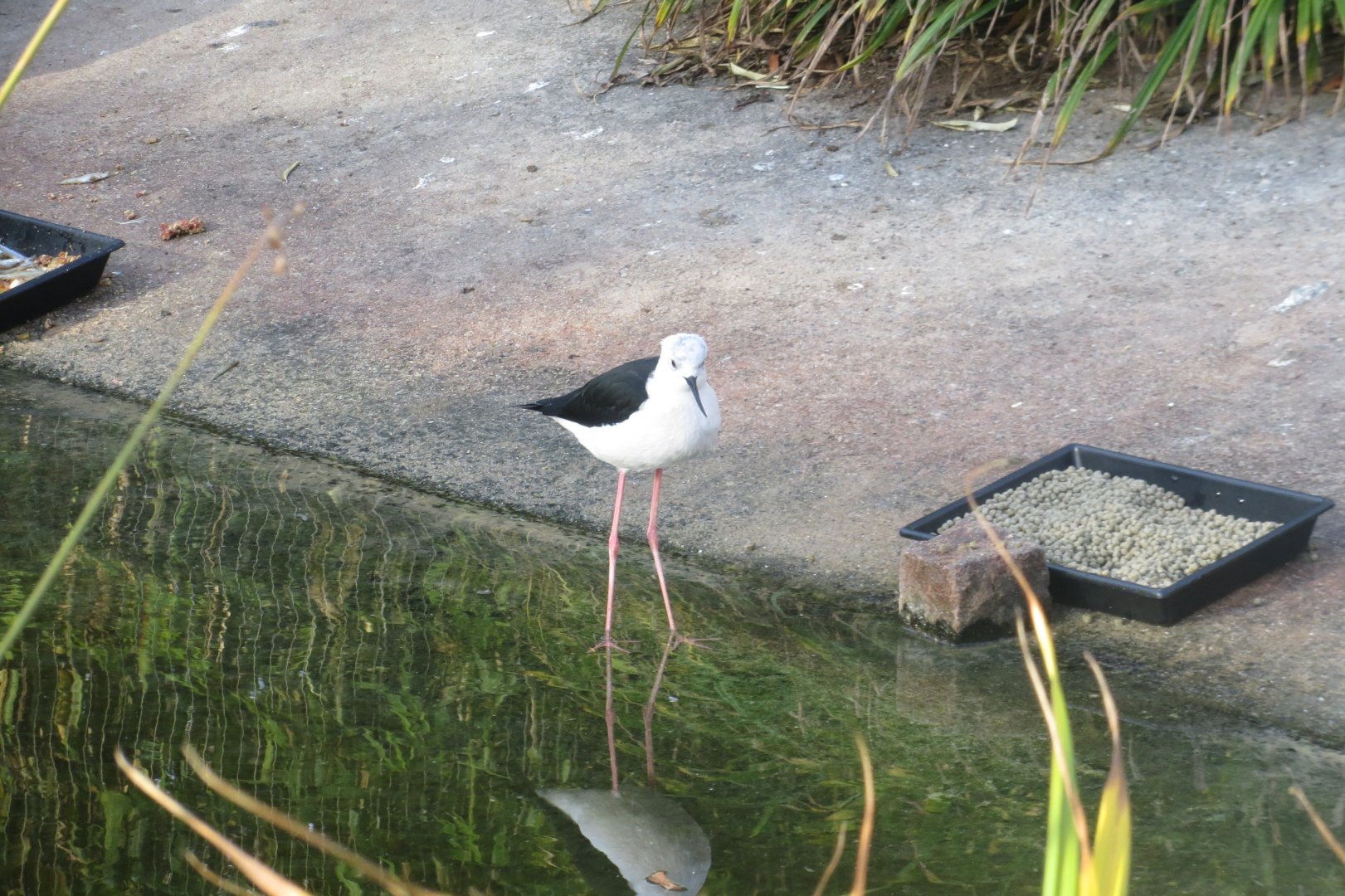 Vogelfreifluganlage - Black-winged stilt 011218